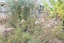 Origanum laevigatum 'Herrenhausen' - La pépinière d'Agnens