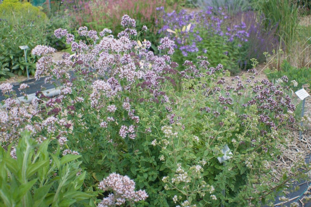 Origanum vulgare - La pépinière d'Agnens