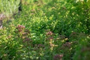 Origanum vulgare 'Compactum' - La pépinière d'Agnens