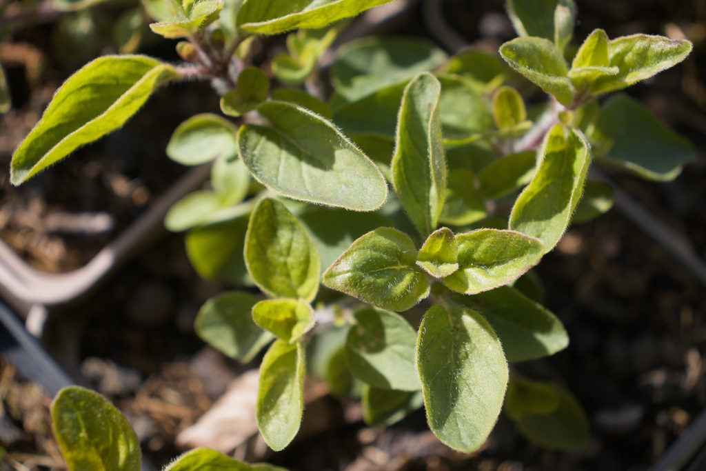 Origanum vulgare ssp. hirtum - La pépinière d'Agnens