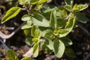 Origanum vulgare ssp. hirtum - La pépinière d'Agnens