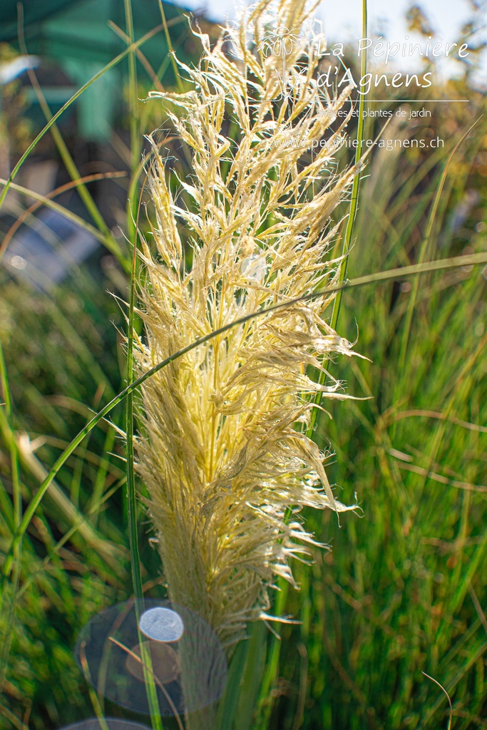 Cortaderia selloana 'Pumila'- La pépinière d'Agnens