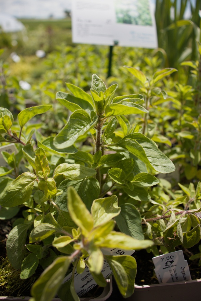 Origanum vulgare ssp. hirtum - La pépinière d'Agnens