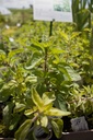 Origanum vulgare ssp. hirtum - La pépinière d'Agnens