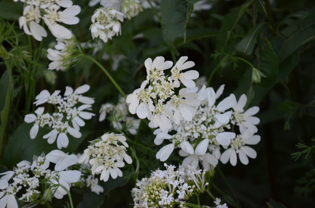 Orlaya grandiflora - La pépinière d'Agnens