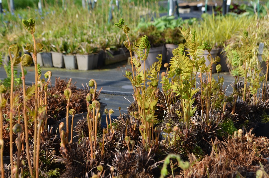 Osmunda regalis - La pépinière d'Agnens