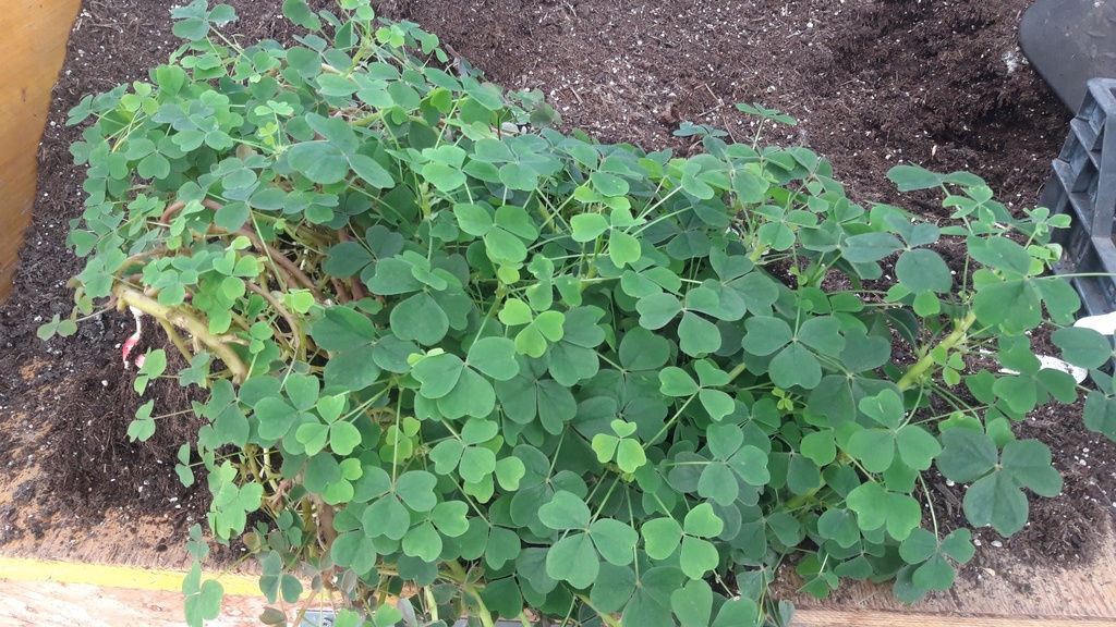 Oxalis crenata - La pépinière d'Agnens