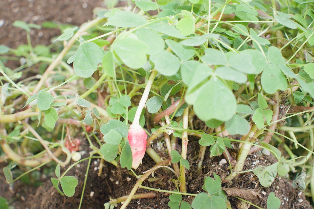 Oxalis crenata - La pépinière d'Agnens