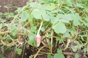 Oxalis crenata - La pépinière d'Agnens