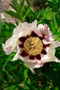 Paeonia itoh 'Pastel Splendor' - La pépinière d'Agnens