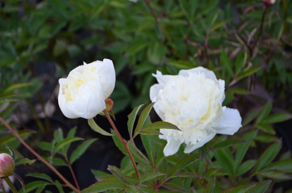 Paeonia lactiflora 'Laura Dessert' - La pépinière d'Agnens
