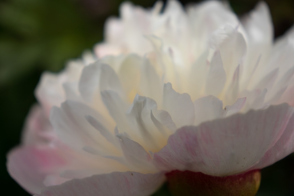 Paeonia officinalis 'Alba Plena' - La pépinière d'Agnens