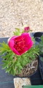 Paeonia officinalis 'Anemoniflora' - La pépinière d'Agnens