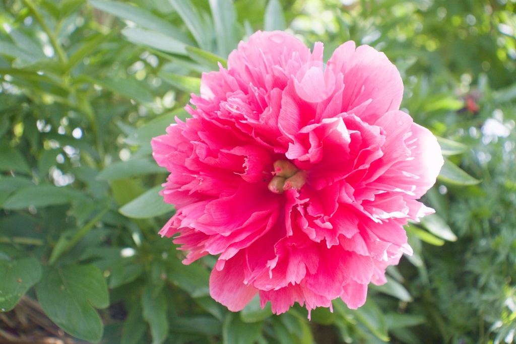 Paeonia officinalis 'Rosea Plena' - La pépinière d'Agnens