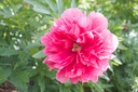Paeonia officinalis 'Rosea Plena' - La pépinière d'Agnens