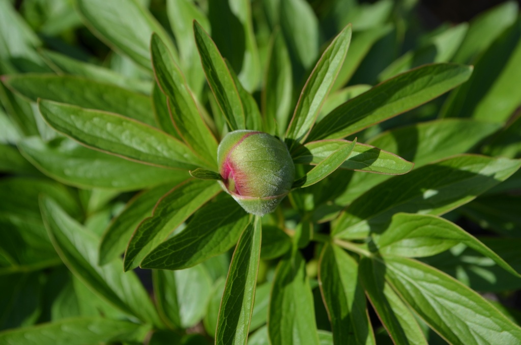 Paeonia officinalis 'Rosea Plena' - La pépinière d'Agnens