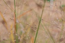Panicum virgatum 'Rotstrahlbusch' - La pépinière d'Agnens