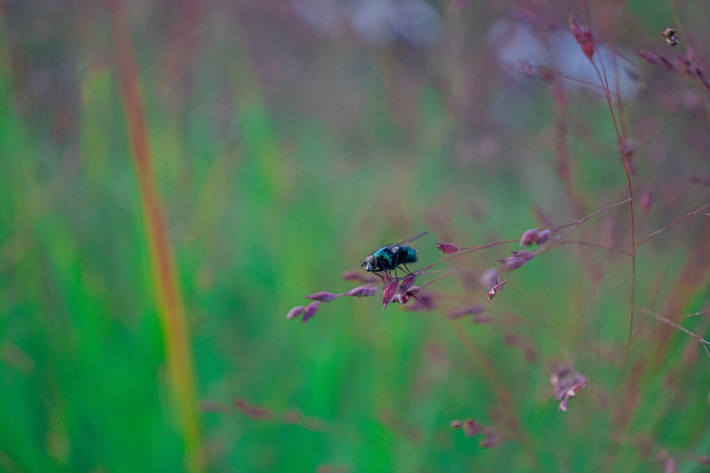 Panicum virgatum 'Squaw' - La pépinière d'Agnens