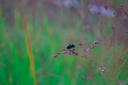 Panicum virgatum 'Squaw' - La pépinière d'Agnens