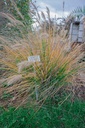 Pennisetum alopecuroides 'Cassian' - La pépinière d'Agnens