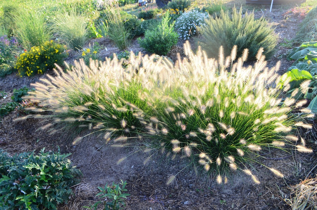 Pennisetum alopecuroides 'Hameln' - La pépinière d'Agnens