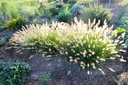 Pennisetum alopecuroides 'Hameln' - La pépinière d'Agnens