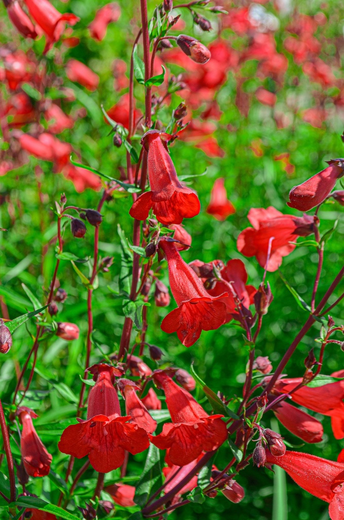 Penstemon hybride 'Schoenholzeri' - La pépinière d'Agnens