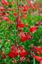 Penstemon hybride 'Schoenholzeri' - La pépinière d'Agnens