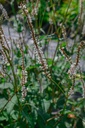 Persicaria amplexicaulis 'Alba' - La pépinière d'Agnens
