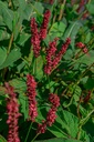 Persicaria amplexicaulis 'Blackfield' - La pépinière d'Agnens