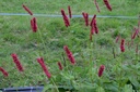 Persicaria amplexicaulis 'Fat Domino' - La pépinière d'Agnens