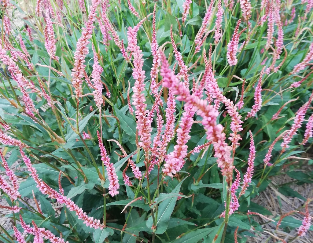 Persicaria amplexicaulis 'Pink Elephant' - La pépinière d'Agnens