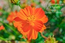 Cosmos sulphureus- La pépinière d'Agnens