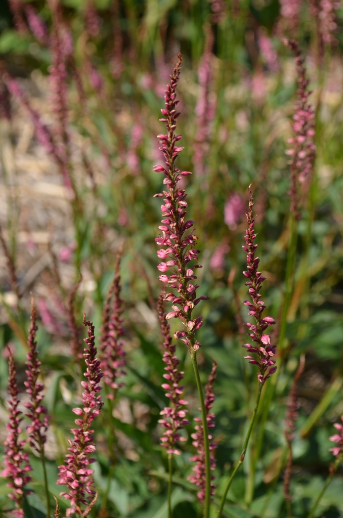 Persicaria amplexicaulis 'Pink Elephant' - La pépinière d'Agnens