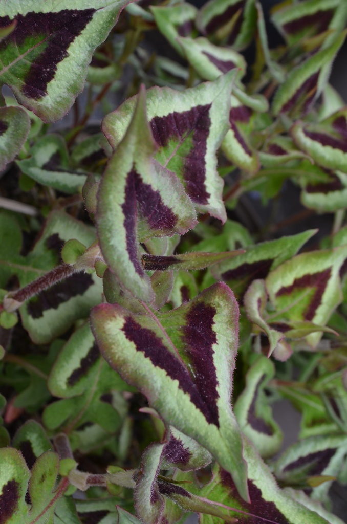 Persicaria microcephala 'Purple Fantasy' - La pépinière d'Agnens