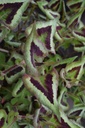 Persicaria microcephala 'Purple Fantasy' - La pépinière d'Agnens