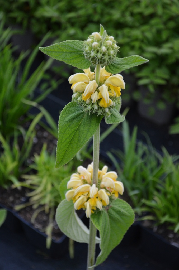 Phlomis russeliana - La pépinière d'Agnens