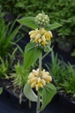 Phlomis russeliana - La pépinière d'Agnens