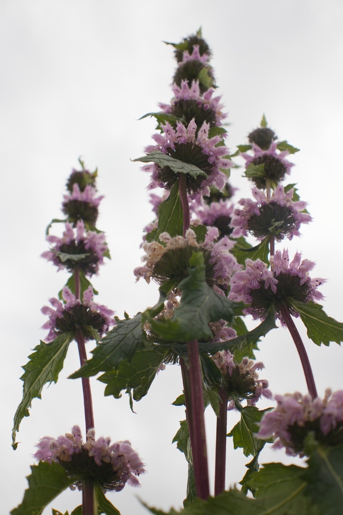 Phlomis tuberosa 'Amazone' - La pépinière d'Agnens