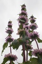 Phlomis tuberosa 'Amazone' - La pépinière d'Agnens