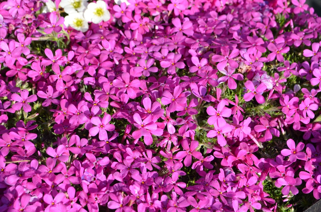 Phlox douglasii 'Crackerjack' - La pépinière d'Agnens