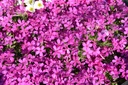 Phlox douglasii 'Crackerjack' - La pépinière d'Agnens