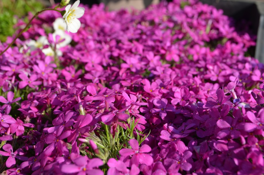 Phlox douglasii 'Crackerjack' - La pépinière d'Agnens