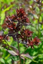 Phlox paniculata 'Blind Lion' - La pépinière d'Agnens