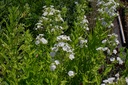 Phlox paniculata 'Casablanca' - La pépinière d'Agnens