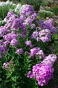 Phlox paniculata 'Hesperis' - La pépinière d'Agnens