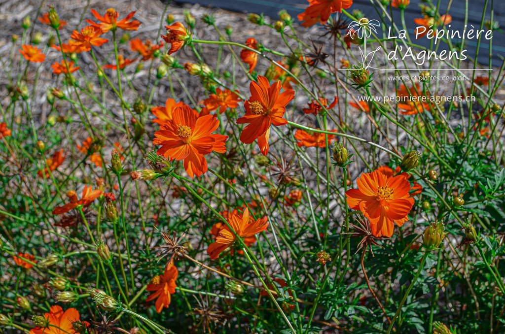 Cosmos sulphureus- La pépinière d'Agnens