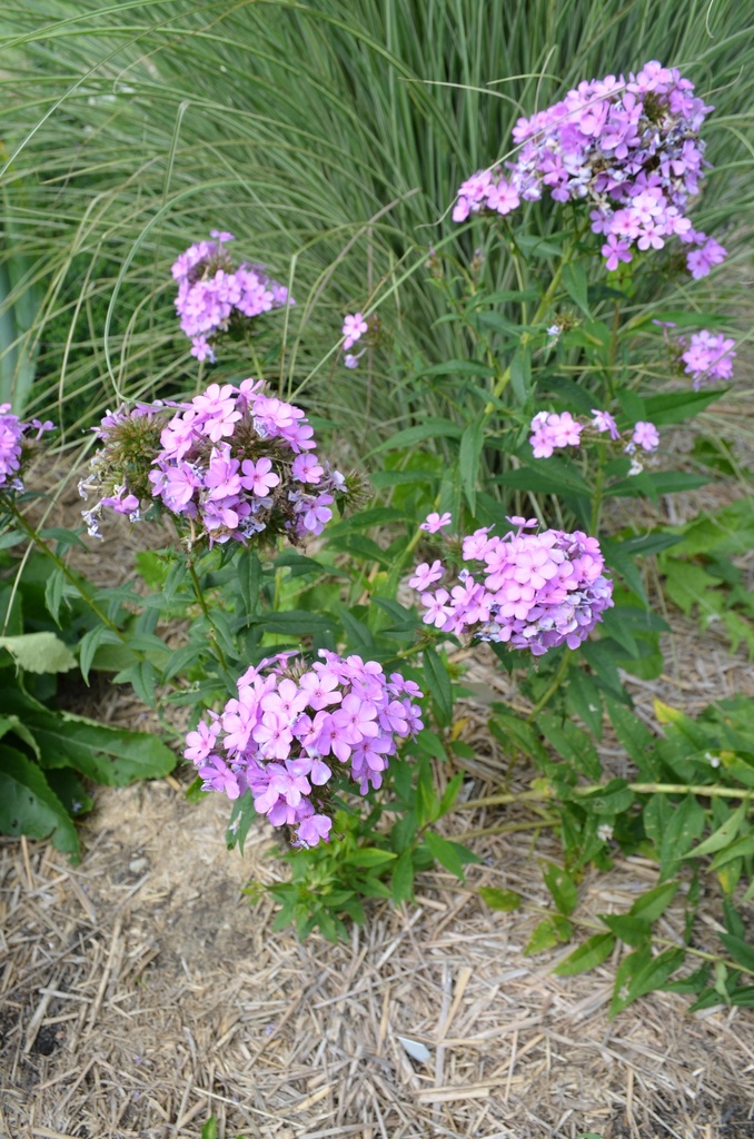 Phlox paniculata 'Hesperis' - La pépinière d'Agnens