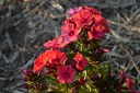 Phlox paniculata 'Orange Perfection' - La pépinière d'Agnens
