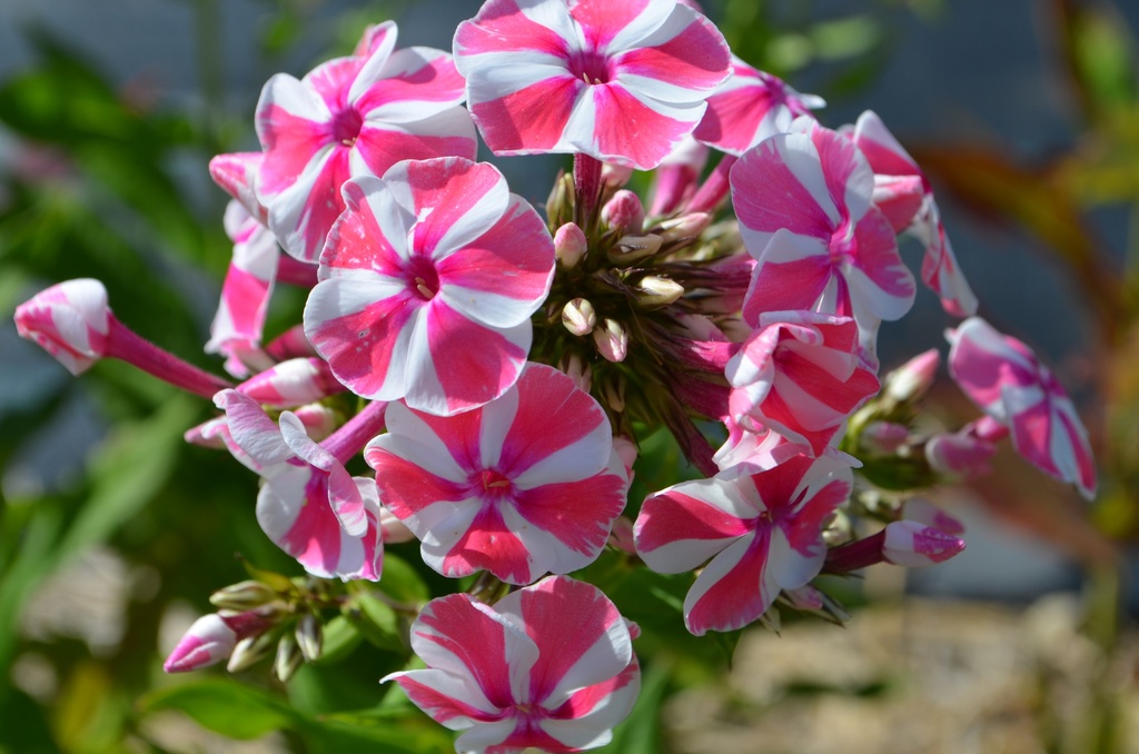 Phlox paniculata 'Peppermint Twist' - La pépinière d'Agnens